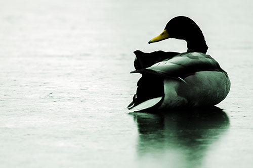 Mallard Duck Resting Atop Ice Frozen Lake (Yellow Tint Photo)
