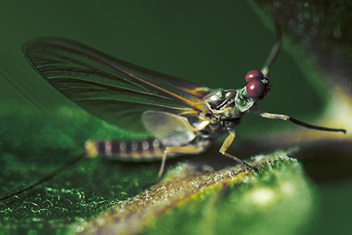 Mayfly Reaches Towards Plant Stem (Yellow Tint)