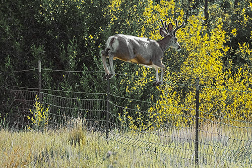 Midair Soaring Mule Deer Flying Over Fence (Yellow Tint)
