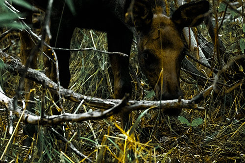 Moose Scouring Through Plants On Ground (Yellow Tint Photo)