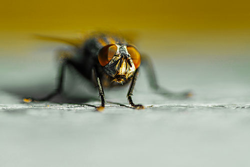 Morbid Open Mouthed Cluster Fly (Yellow Tint Photo)