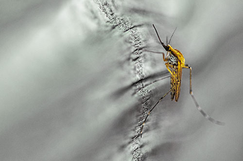 Mosquito Stretches Leg Among Wood (Yellow Tint)