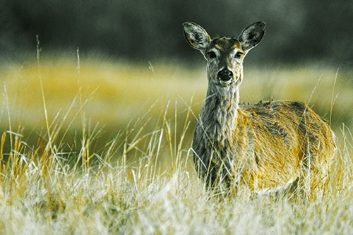 Motionless White Tailed Deer Watches Among Tall Grass (Yellow Tint)