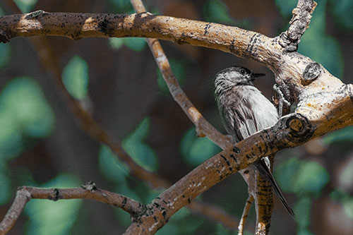 Mountain Chicadee Clamps Onto Bending Tree Branch (Yellow Tint)