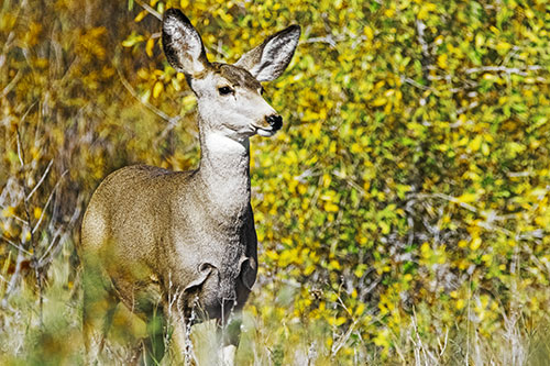 Mule Deer Gazes Across Landscape Horizon (Yellow Tint)