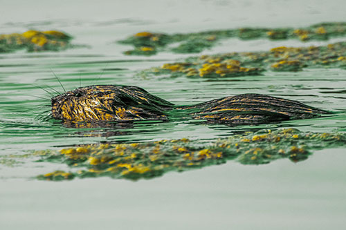 Muskrat Swimming Among Floating Algae (Yellow Tint)