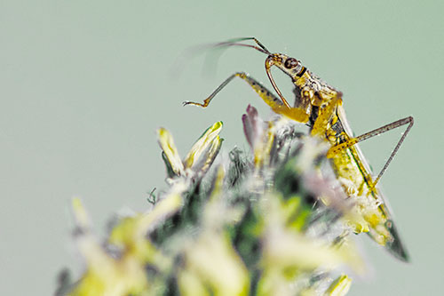 Nabis Lineatus Crawling Atop Plantago (Yellow Tint)