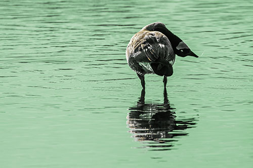 Neck Contorting Canadian Goose Grooming Among Shallow Water (Yellow Tint)