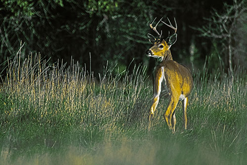 Neck Twisting White Tailed Deer Glancing Back Among Grass (Yellow Tint)
