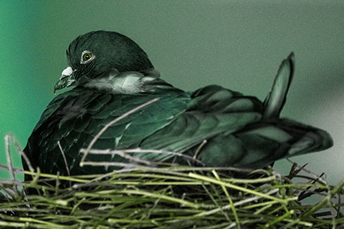 Nesting Pigeon Keeping Watch (Yellow Tint Photo)