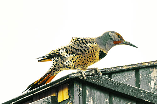 Northern Flicker Woodpecker Crouching Atop Birdhouse (Yellow Tint Photo)