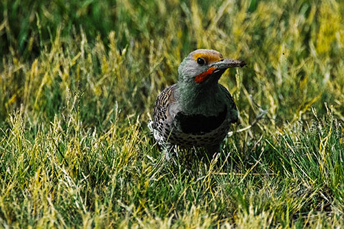 Northern Flicker Woodpecker Digging Up Dirt (Yellow Tint)