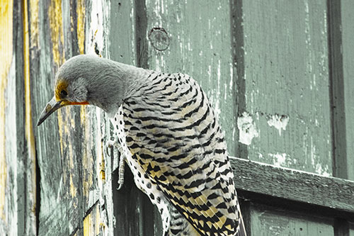 Northern Flicker Woodpecker Peeking Around Birdhouse (Yellow Tint Photo)