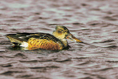 Northern Shoveler Duck Enjoying Lake Swim (Yellow Tint Photo)