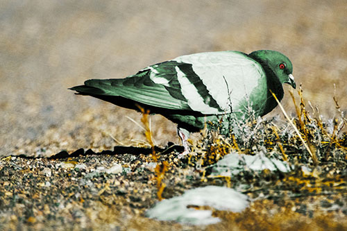 Observant Pigeon Scouring Among Dead Plants (Yellow Tint)