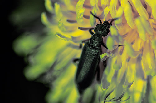 Oedemera Beetle Feasting Among Dandelion (Yellow Tint)