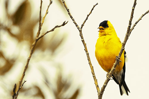 Open Mouthed American Goldfinch Standing On Tree Branch (Yellow Tint Photo)