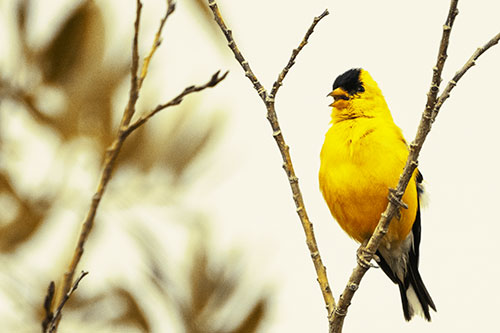 Open Mouthed American Goldfinch Standing On Tree Branch (Yellow Tint)