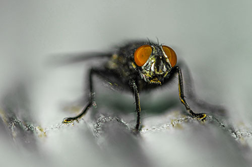 Open Mouthed Cluster Fly Shocked With Fear (Yellow Tint)