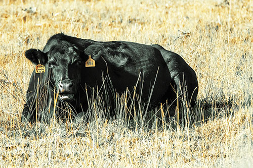 Open Mouthed Cow Resting On Grass (Yellow Tint)