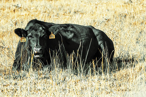 Open Mouthed Cow Resting On Grass (Yellow Tint Photo)