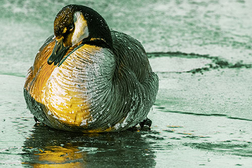 Open Mouthed Goose Laying Atop Ice Frozen River (Yellow Tint)