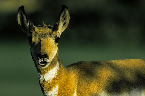 Open Mouthed Pronghorn Gazes In Shock (Yellow Tint)