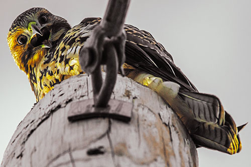 Open Mouthed Red Tailed Hawk Squawking Downward (Yellow Tint)