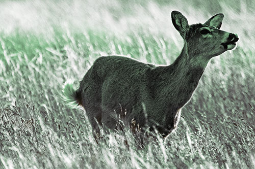 Open Mouthed White Tailed Deer Among Wheatgrass (Yellow Tint Photo)
