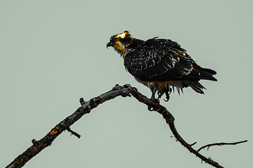 Osprey Hawk Balancing Among Bending Tree Branch (Yellow Tint)