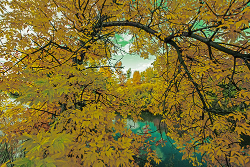 Overlooking River Through Bending Leaf Covered Autumn Tree Branch (Yellow Tint)