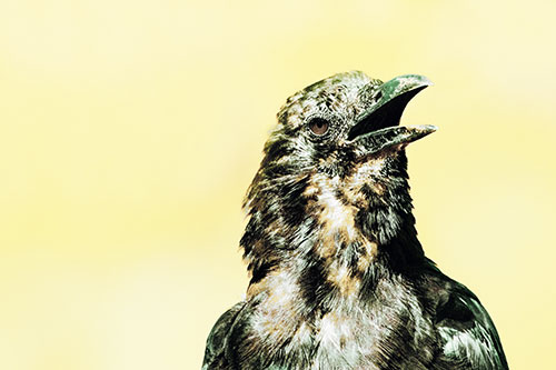 Panting Open Mouthed Crow Cooling Down Among Heat (Yellow Tint)