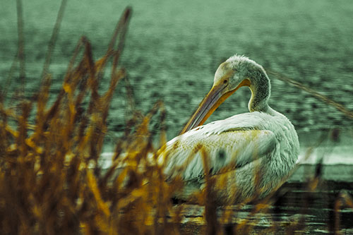 Pelican Grooming Beyond Water Reed Grass (Yellow Tint Photo)