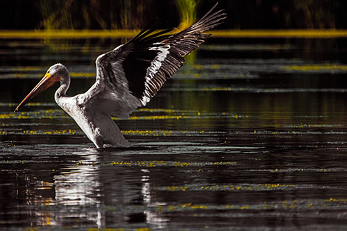 Pelican Takes Flight Off Lake Water (Yellow Tint Photo)