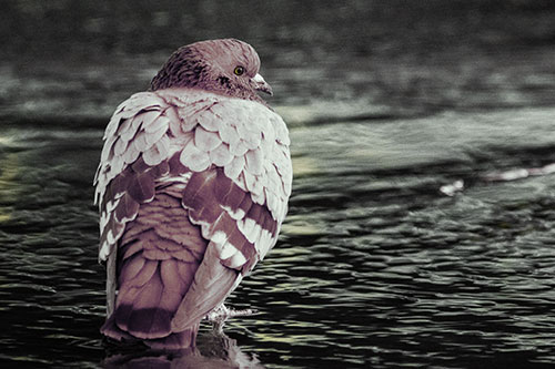 Pigeon Glancing Backwards Among River Water (Yellow Tint Photo)