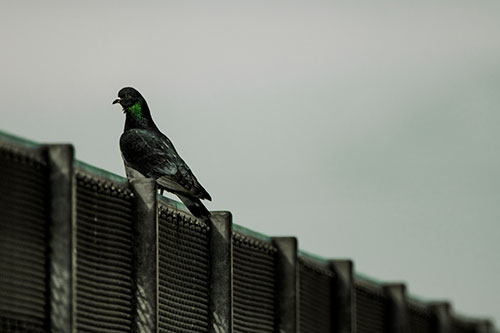 Pigeon Standing Atop Steel Guardrail (Yellow Tint Photo)