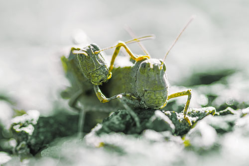 Piggybacking Grasshopper Goes For Ride (Yellow Tint Photo)