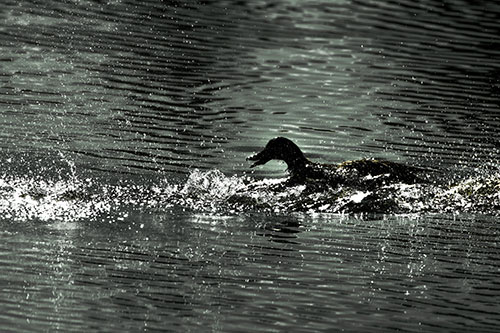 Playful Mallard Duck Gets Splashed Among Lake Horizon (Yellow Tint)