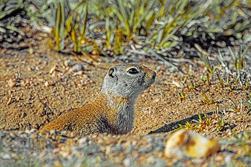 Prairie Dog Emerges From Dirt Tunnel (Yellow Tint Photo)