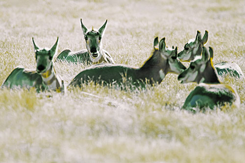 Pronghorn Herd Rest Among Grass (Yellow Tint Photo)