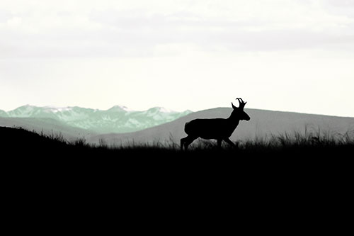 Pronghorn Silhouette On The Prowl (Yellow Tint Photo)