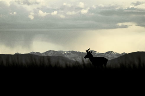 Pronghorn Silhouette Overtakes Stormy Mountain Range (Yellow Tint)