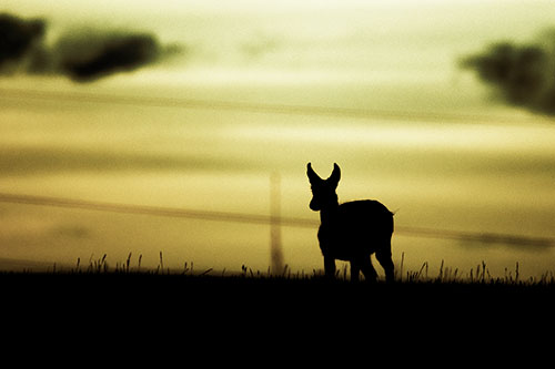 Pronghorn Silhouette Watches Sunset Atop Grassy Hill (Yellow Tint Photo)