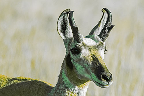Pronghorn Watching Surroundings Among Sunlight (Yellow Tint)