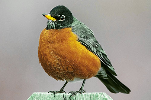 Puffball American Robin Standing Atop Fence (Yellow Tint Photo)