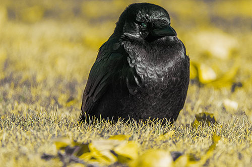 Puffy Crow Standing Guard Among Leaf Covered Grass (Yellow Tint Photo)