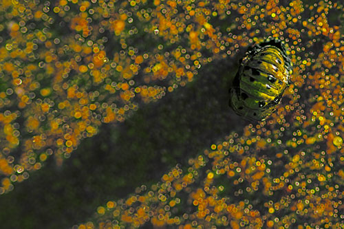Pupa Convergent Lady Beetle Casts Shadow Among Sparkles (Yellow Tint Photo)
