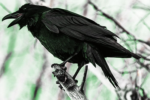 Raven Croaking Among Tree Branches (Yellow Tint Photo)