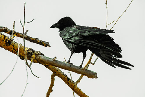 Raven Grips Onto Broken Tree Branch (Yellow Tint)