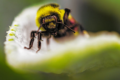 Red Belted Bumble Bee Crawling Flower Petal Edge (Yellow Tint)